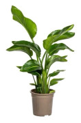 Strelitzia arborescent - Strelitzia nicolai - Tropisk växt - höjd ca. 90-110cm