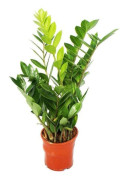 Zamioculcas zamiifolia - Zamio Palm - Zamio Fern 14cm Kruka