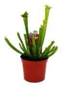 Tubular växt - Sarracenia leucophylla - Köttätande växt - Top 9cm