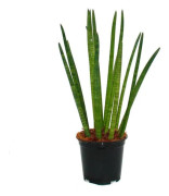 Sansevieria cylindrica - Solitärväxt - 19 cm kruka