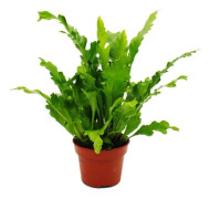 Asplenium nidus Campio - Speciella varianter av ormbunkar för rummet - ormbunkägg - kruka på 17cm - höjd cirka 30-40cm