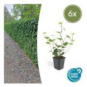 Markväxter - Irländsk murgröna - Hedera hibernica - 9cm kruka - set med 6 växter