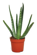 Aloe vera - ca. 2 år gammal - 10,5 cm kruka