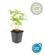 Bodendecker - Skogjordgubbe - Fragaria vesca - 9 cm kruka - Set med 6 växter