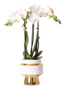 Kolibriorkidéer | Vita Phalaenopsisorkidéer – Amabilis + Le Chic kruka guld – potstorlek Ø9cm – 40cm hög | blommande inomhusväxt i
