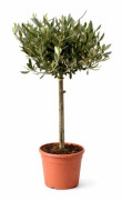 Olea europea - Olivenbaum - 19cm Topf - ca. 70-80 cm