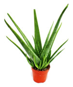Aloe vera - ca. 4-5 år - 15cm kruka