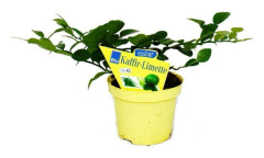 Kaffir Lime - Citrus hystrix - 1 planta - Kaffir Lime kryddväxt