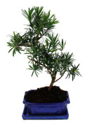 Bonsai är storbladig - Podocarpus macrophyllus - är cirka 8 år gammal