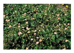 Bodendecker - Skogssmultron - Fragaria vesca - 9 cm kruka - Set med 60 växter