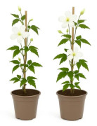 Hjärta Exotique - Klättrande Växter - Clematis montana Grandiflora - Vit -2-pack - Kruka 11cm