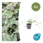 Markväxt - Murgröna - Hedera helix 'Glacier' - Kruka 9 cm - Set med 6 växter
