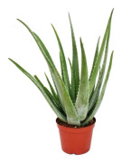 Aloe Vera - ca. 7-8 år gammal - 21cm kruka, stor och mycket gammal planta