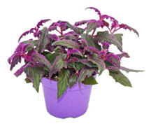 Gynura Purple Passion - sammetsblad - sammetsnässla - lila växt 12cm
