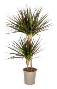 Dracaena Marginata Magenta 19cm kruka - Höjd 70-90cm