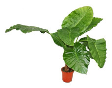 Alocasia cucullata 21cm Solitärväxt - Elefantöra, Höjd 80cm-100cm