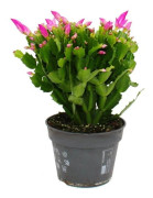 Stor julkaktus - Schlumbergera - XXL - kruka 17cm - höjd ca 25-35cm - rosa blommor - ljusrosa
