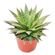 Aloe arristata - stor växt i 12 cm kruka