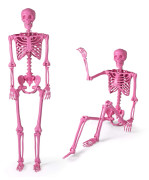 Naturligt 160 cm rosa skelett med rörliga leder för Halloween