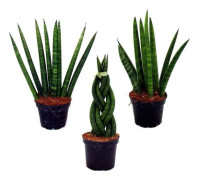 Sansevieria cylindrica - Elegant ensemble av 3 i en kruka på 6,5 cm - hampband, vacker modersmål
