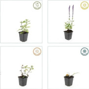 Prydnadsalvia - Salvia nemorosa 'Caradonna' - 9cm kruka - Sätt om 6 växter