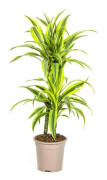 Dracéna - Dracaena deremensis "Lemon Lime" - Grön växt - höjd 70-90cm - kruka 19cm