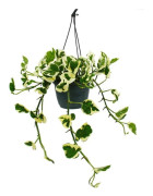 Epipremnum aureum "N'Joy" - Efeutute - med små blad och brokiga med vit - trefärgad eldkruka 15cm