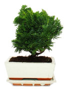 Utebonsai - Chamaecyparis - cypress - 3-4 år - med fat