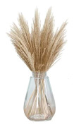 Dried Pampas Grass Phragmites, 32 Stems Floral Pompas Grass Plants for Flower Arrangements, Weddings, Office, Home Decor