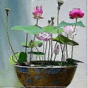 Levande vattenlevande köldtålig näckrosblomma växt blandade färger bonsai lotusfrön 40 förrotade vattenlevande frön