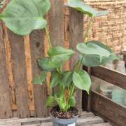 Monstera deliciosa, Monstera - Monstera deliciosa