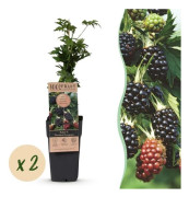 Rubus fruticosus Taggfri Eviggrön Björnbär utan taggar 2 stycken 15cm 50cm