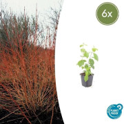 Röd kornell - Cornus sanguinea 'Midwinter Fire' - Växt för häck - kruka 9cm - Set med 6 växter