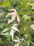 Japansk Lönn - Acer palmatum Oridono-nishiki (Storlek: 30-40 C3)
