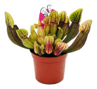 Rörformig växt - Sarracenia purpurea Hybr. - Köttätande växt - kruka 9 cm
