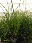 Carex - Carex Brunnia