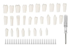 28 st avtagbara tanddelar Hållbar plast Avtagbar design Falska tänder för Typodont undervisningsstudie